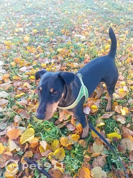 Пропала собака на Волковском пр., 10 - photo