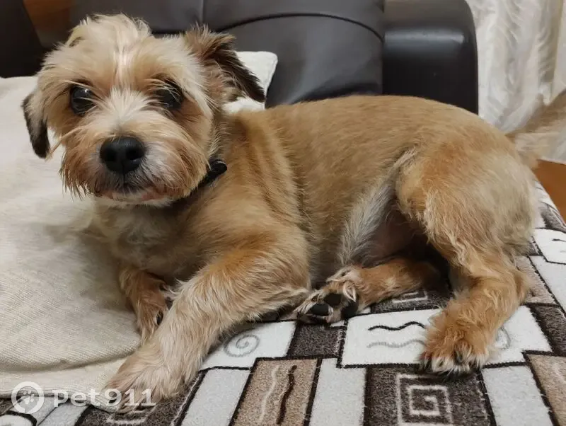 Пропала собака, ул. Гурьянова, 46 к1 - photo