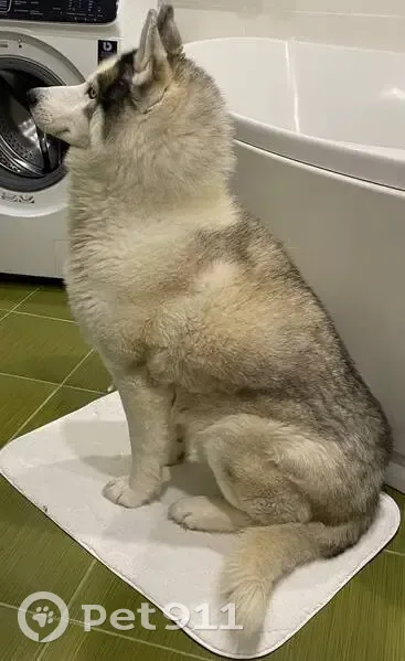 Пропала собака в Ляпунихе, 17 января - photo