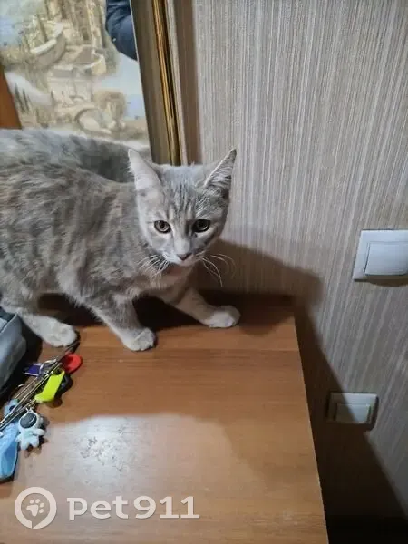 Пропала кошка на Байкальской, 342/1, Иркутск - photo