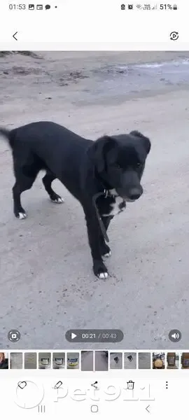 Пропала собака Вита, Ростов-на-Дону, Нефтекачка - photo