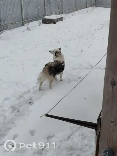 Пропала собака, с. Истье, Калужская обл. - photo