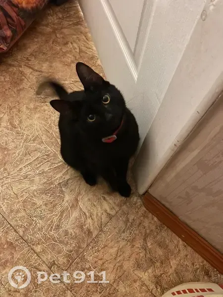 Пропала кошка на Молодёжной, Шексна - photo