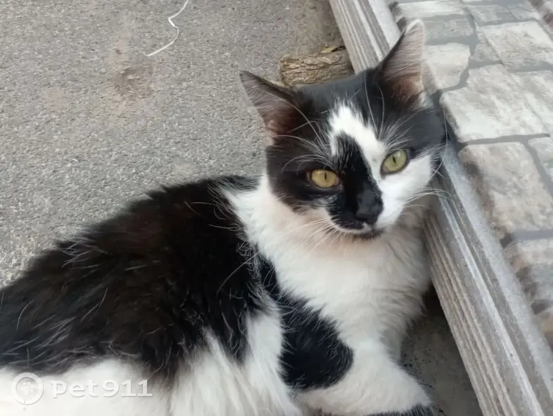 Пропала кошка, переулок Маяковского, Покровское - photo