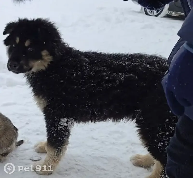 Пропала собака, ул. Строителей, 131А - photo