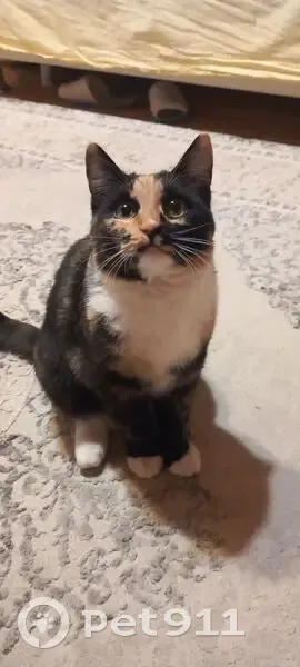 Пропала трехцветная кошка, Чернышевского, 108 - photo