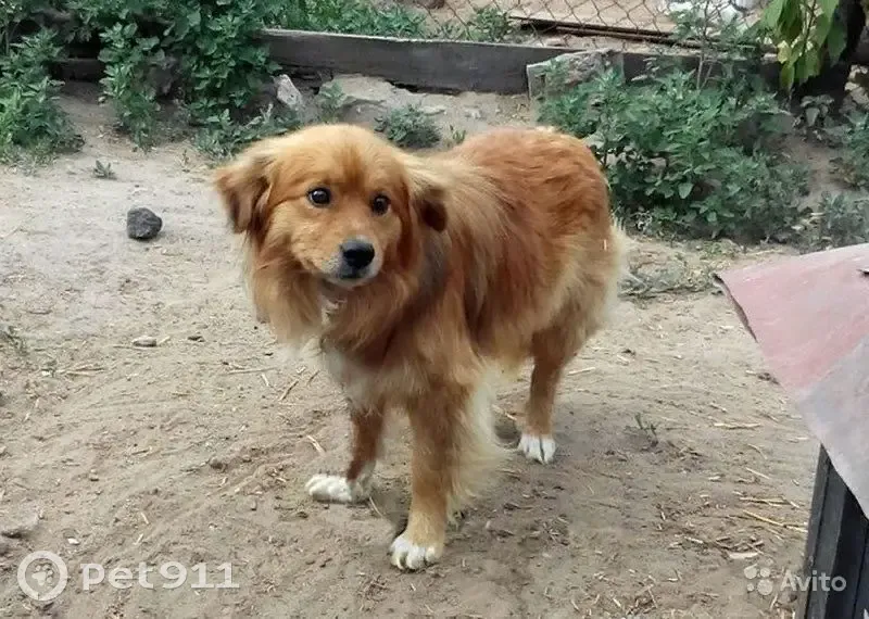 Пропала собака, Сергиев Посад, А-108 - photo