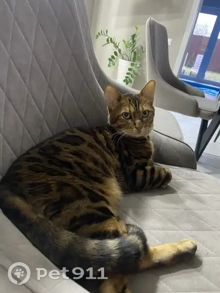 Пропала кошка Кокос в Атепцево МО - photo