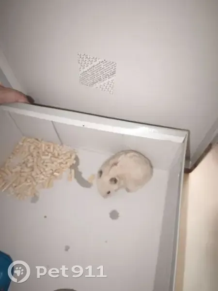 Хомяк найден: Касимовская ул, 10, СПб - photo