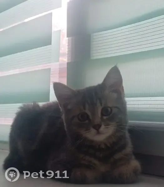 Пропал серый котёнок, Бугульма, Татарстан - photo