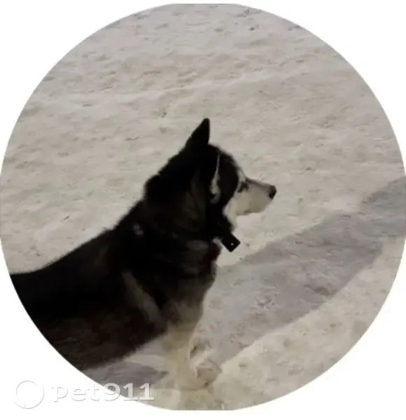 Хаски найдена на остановке МВД, Рязань - photo