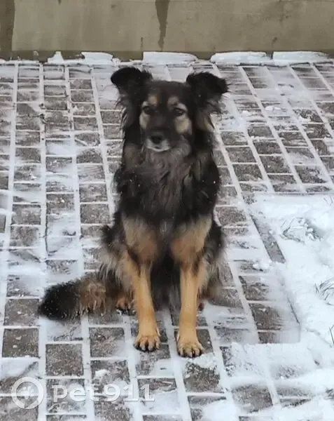 Пропала собака, Совхозная ул., Бабяково - photo