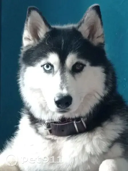 Пропала хаски Келли, Солнечная 64, Краснодар - photo