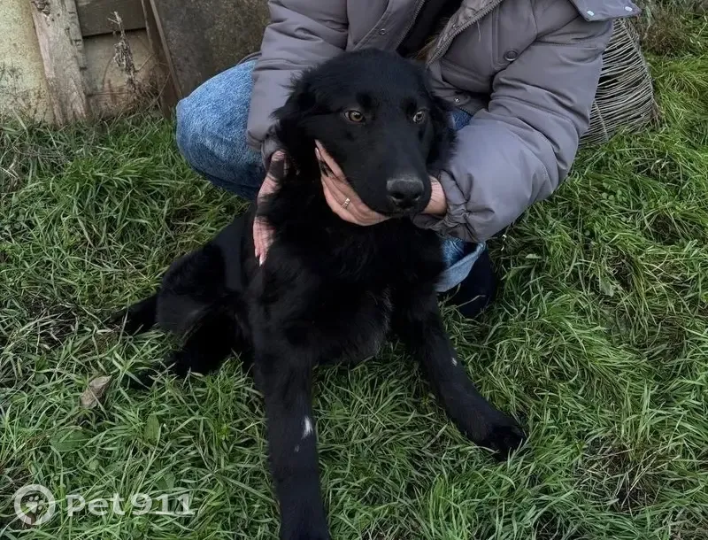 Пропала собака, Новочеркасск, Ростовская область - photo