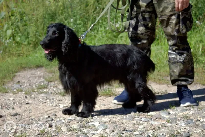 Пропала собака у Полюстровского парка - photo