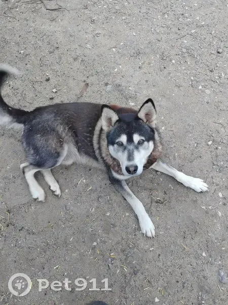 Пропала собака, Задонск, Липецк область - photo