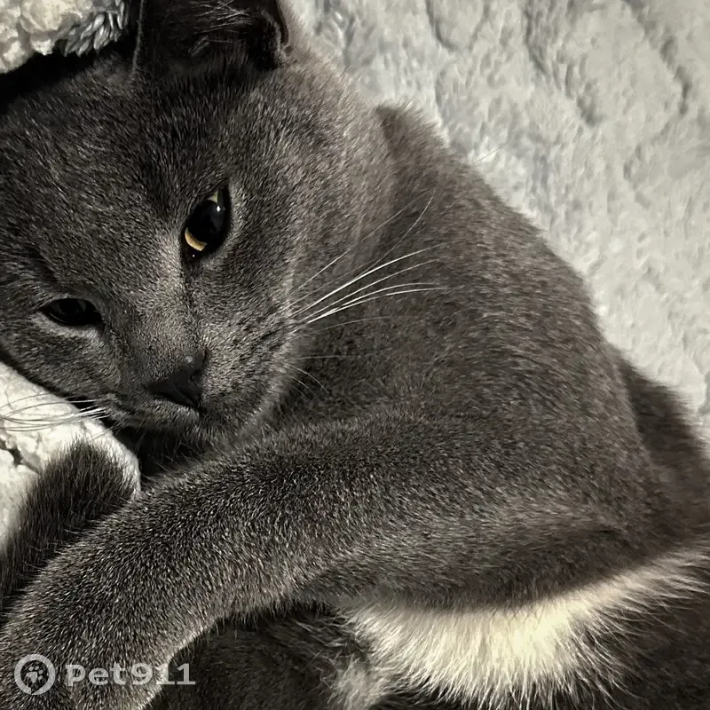 Пропала кошка, Никольское, Тверская обл. - photo