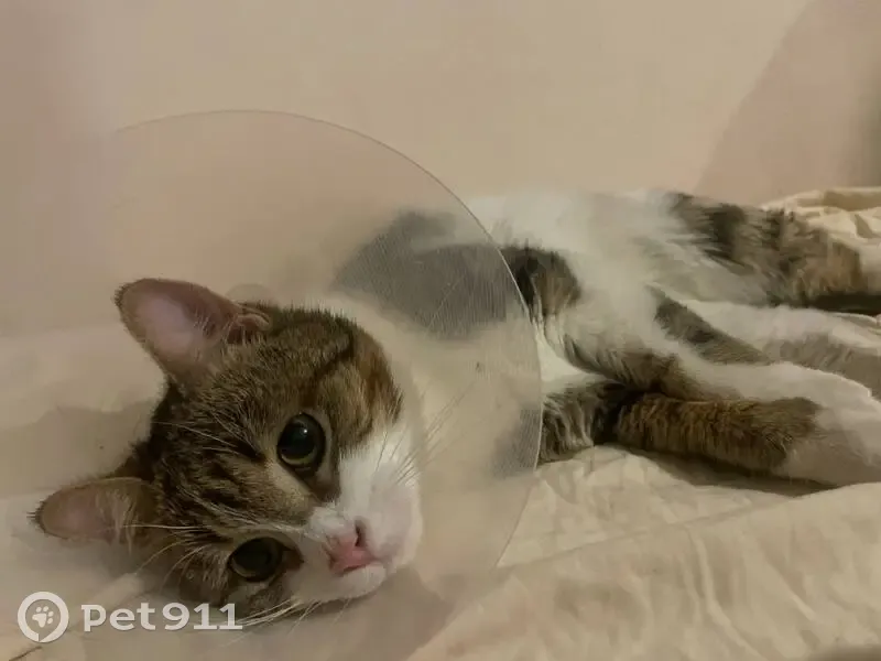 Пропала кошка, Краснодар, розовый ошейник - photo