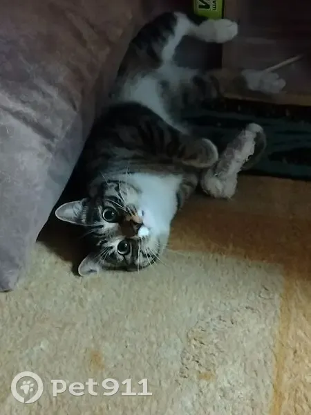 Пропала кошка, Ключевская 17, Улан-Удэ - photo