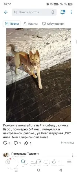 Пропала собака, Тупиковый пр., 60, Тольятти - photo