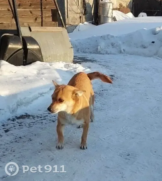 Пропала собака, ул. Космонавтов, Полысаево - photo