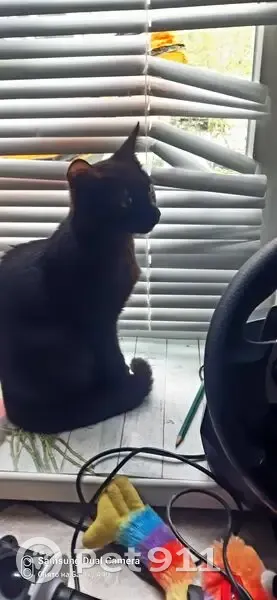 Кошка найдена: ул. Туманова 18, Ярославль - photo