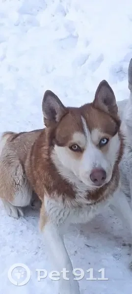 Пропала хаски на Щетинкина, 33, Томск - photo