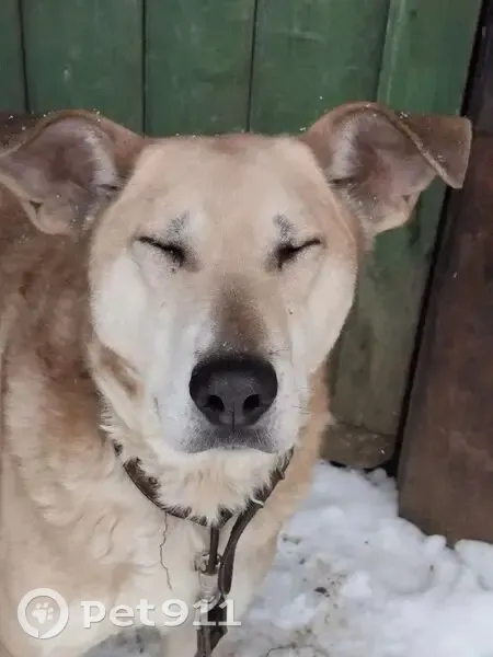 Пропала собака на трассе Иваново-Кинешма - photo