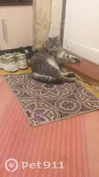 Пропала кошка, 9-й проезд, 57/116, Иваново - photo