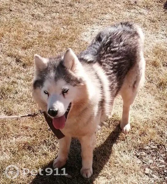 Пропала собака, Ялуторовск, Тюм. обл. - photo