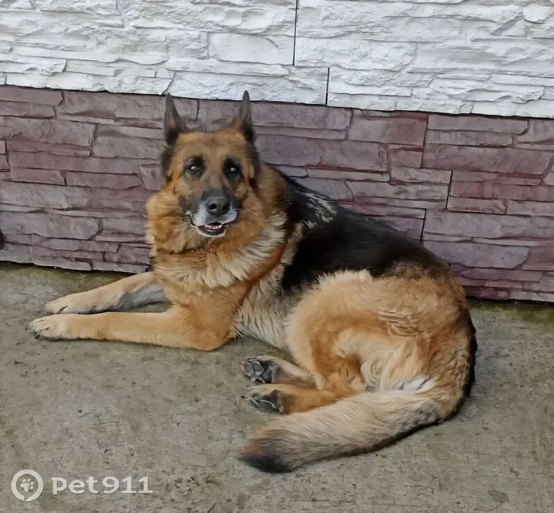 Пропала овчарка, ул. Николенко 182, Канск - photo