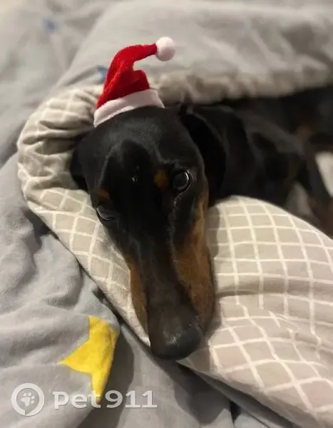 Пропала собака, ул. 50 лет Октября, 15 - photo