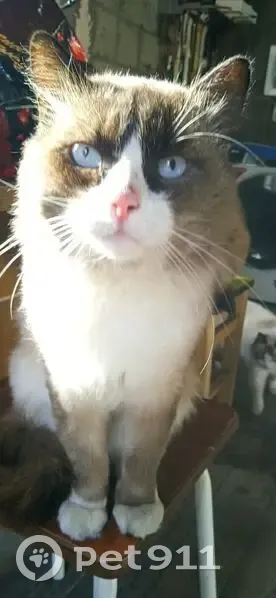 Пропала кошка, ул. Крупской 43, Балаково - photo