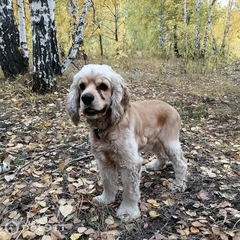 Пропала собака на Берко Цемента, 3, Омск - photo