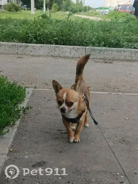 Пропала собака, Киевская ул., 86А - photo