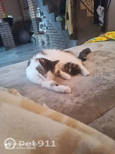 Пропала кошка, Северная ул., Еткуль - photo