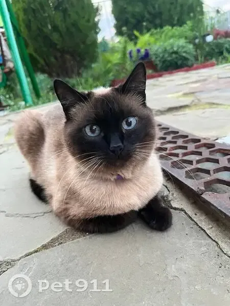 Пропала кошка, Котово, Волгоградская обл. - photo