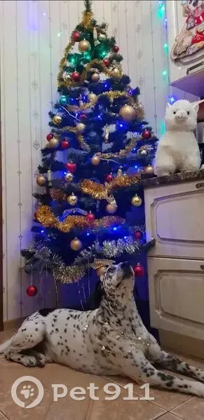 Пропала собака, ул. Молодёжная, 54, Краснодар - photo