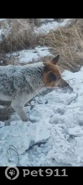 Пропала собака, Черногорск, Хакасия - photo
