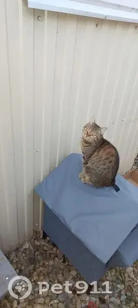 Пропала кошка, Армавирский пер., Краснодар - photo