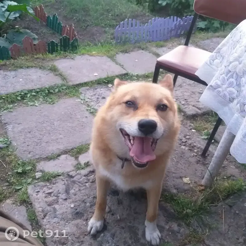 Пропала собака в Архангельске, Рыжий - photo