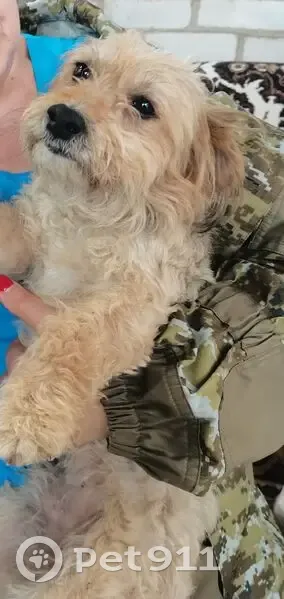 Пропала собака, Зеленокумск, СК - photo