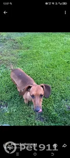 Пропала собака Рыжий, Волженка, Пенза - photo