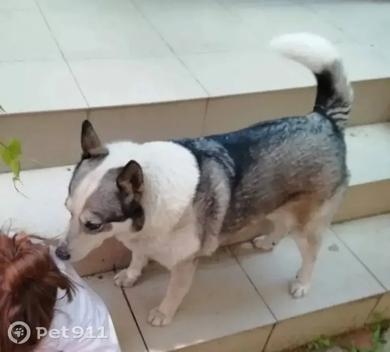 Пропала собака, Орджоникидзе 93, Михайловск - photo