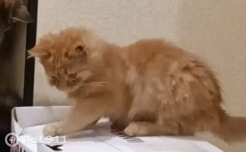 Пропала рыжая кошка, Дядьково, Рязань - photo