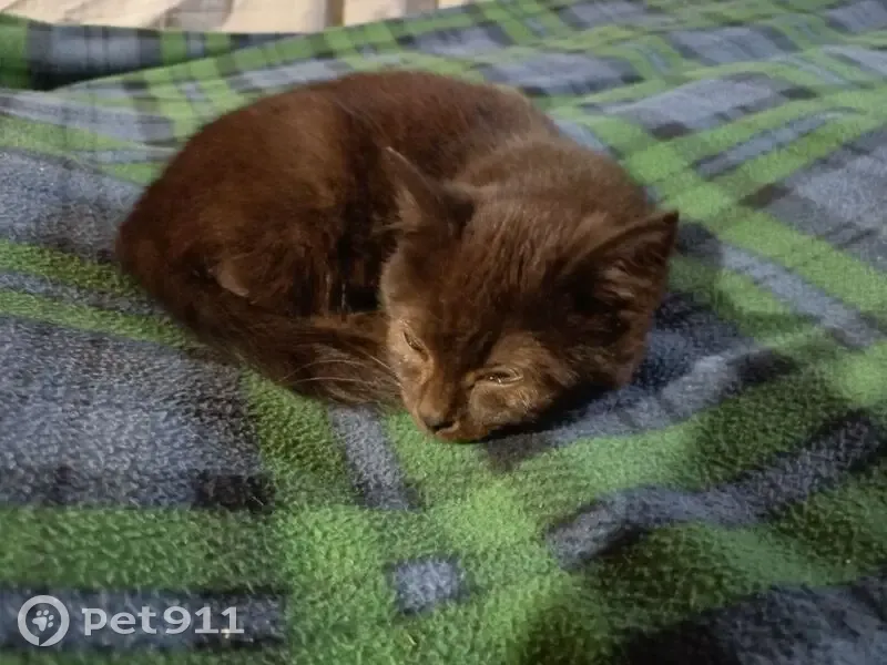 Пропал кот, Яблоновка, Центральная 114 - photo