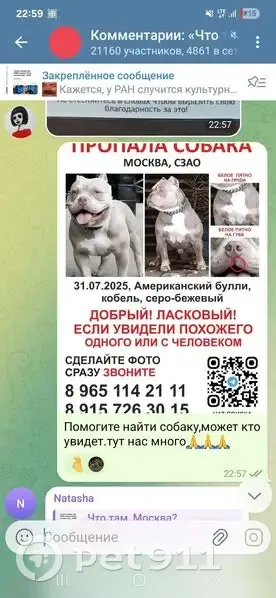 Пропала собака в Москве - photo