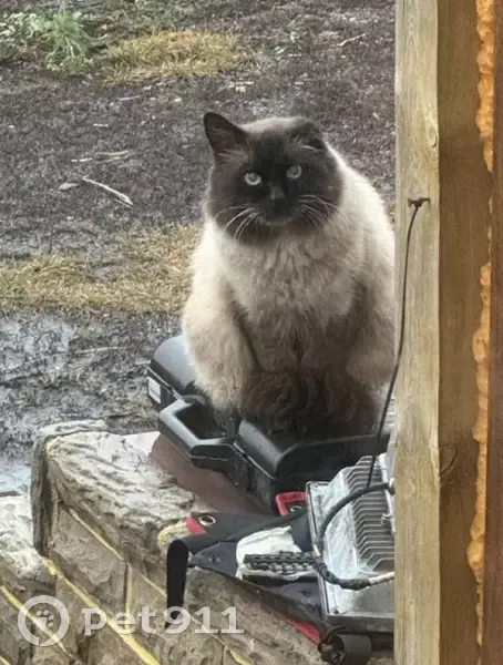 Пропал кот, Новоживотинновское, Воронеж - photo