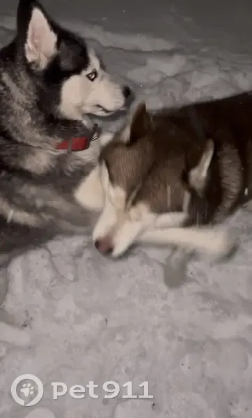 Пропали хаски на ул. Селиванова, Ростов - photo