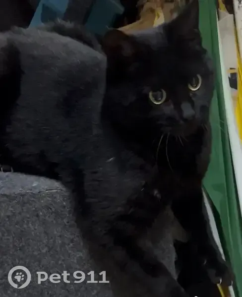 Пропал кот на ул. Сакко и Ванцетти, Воронеж - photo